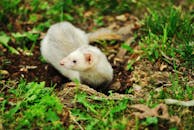 A lively ferret emerges from a burrow amidst green grass, showcasing its inquisitive nature.