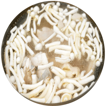 百匯鮮菇湯